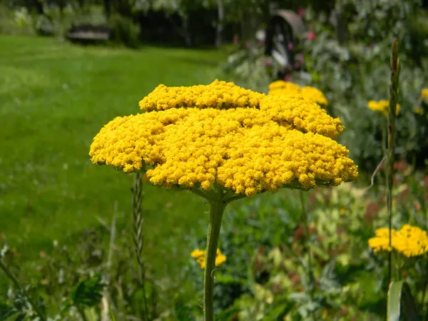 Yarrow Perennial Gold Yellow Flower 690 Fresh Seeds - $13.99