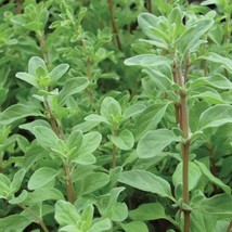 Sweet Marjoram Seeds Herb US Fast Shipping - $37.22 MXN