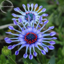 Green Blue Purple Chrysanthemum Perennial Flower  - 50 Seeds - £5.24 GBP