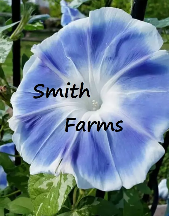 25 Seeds Power Blue Morning Glory Flowers Hanging Basket Vine Bush Gardening Fre - $12.50