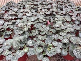 Harmony Foliage Strawberry Begonia in 4 inch pots 15-Pack Bulk Wholesale... - £110.64 GBP