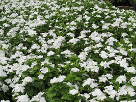 100 Seeds Dwarf White Periwinkle Flowers Ground Cover - £7.79 GBP
