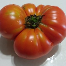 Super Sioux Tomato 10 Seeds Gardening USA SELLER - £4.08 GBP