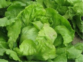 Posavka Lettuce - Lactuca sativa - 200+ seeds - L 190 - £1.09 GBP