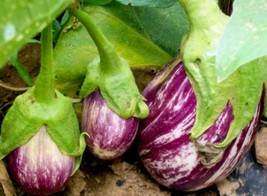 Grow In US 10 Organic Listada de Gandia Eggplant seeds Tasty Italian  - £8.02 GBP