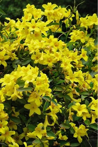 Bignonia &quot;Yellow&quot; Crossvine Rooted Starter Plant Attracts Butterflies Fr... - £32.03 GBP