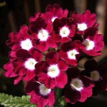 35 Red With White Eye Verbena Obsession Deer Resistant Perennial Flower Seeds Ga - £12.67 GBP