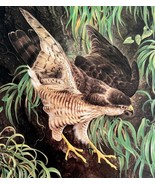 Sharp Shinned Hawk Art Print Color Plate Birds Of Prey Vintage 1979 DWT11B - $652.55 MXN