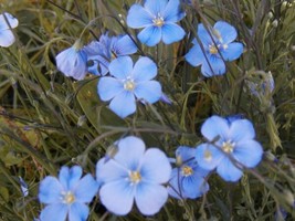 FA Store Flax Blue Sun Perennial Flower 1000 Seeds   - $7.09