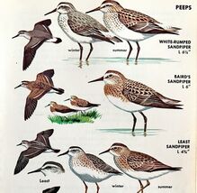 Sandpipers Peeps Shore Birds Varieties 1966 Color Art Print Nature ADBN1s - $185.08 MXN