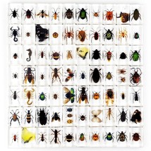 30 Pcs Insect in Resin Specimen Bugs Collection Paperweights Arachnid Resin lot - £65.03 GBP