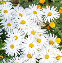 OX-EYE Daisy 100 -1000 Seeds Drought Tolerant Perennial Pollinators Sunf... - $1.90+