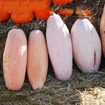 “ 20 PCS SEEDS Pink Banana Jumbo Pumpkin Seeds Flesh Fruits Squash Vegetable See - £8.01 GBP