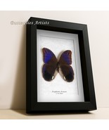 Double Spotted Eryphanis Aesacus Real Owl Butterfly Framed Entomology Sh... - $79.00