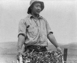 New WW2 World War II 8x10 Photo: Japanese American Farmer Harvest Center... - £6.90 GBP