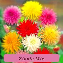 7408 zinnia mix pop thumb200