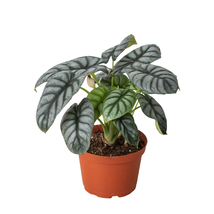 Alocasia Silver Dragon-White Cylinder - 6" Pot - $128.49