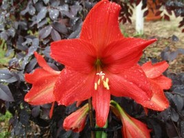 SEPTH 5 Orange Coral Amaryllis Bulb off-sets 6-12 cm. in circumference - £47.18 GBP