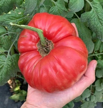 HSeeds 50 Seeds Italian Sweet Beefsteak Tomato Heirloom Vegetable Tomato... - $5.21