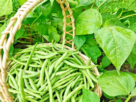 100 Seeds Green Beans Bulk Jade Bush Bean For Planting    US Seller - £7.66 GBP