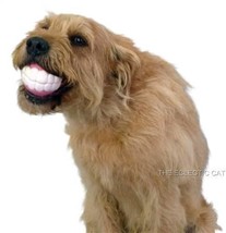 HUMUNGA CHOMP FUNNY TEETH RUBBER PET DOG TOY FETCH BALL Med/Large Size Dogs - £11.59 GBP