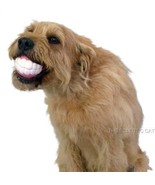 HUMUNGA CHOMP FUNNY TEETH RUBBER PET DOG TOY FETCH BALL Med/Large Size Dogs - £11.61 GBP