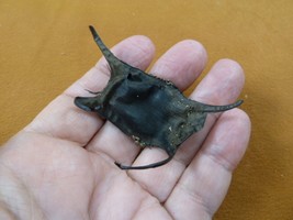(s800-235) 2&quot; RAJA SKATE egg case casing educational Rajidae skates Aust... - $17.75