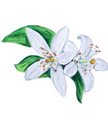 Orange Blossom Sticker Decal Camp Nature Wildlife Outdoors State Flower ... - €6,03 EUR+