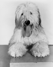 The Shaggy Dog Classic Portrait of Old English Sheepdog 16x20 Canvas - £55.35 GBP