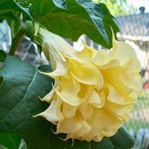 PWO Double Datura Golden Queen Seeds ~ Devils Trumpet ~ Datura Metel ~Datura Gol - $5.74