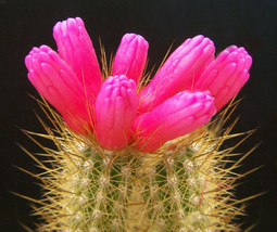 ARROJADOA RHODANTHA exotic cactus rare blooming succulent gymnocactus 20... - £23.12 GBP