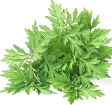 500 Seeds Mugwort Medicinal Culinary Perennial Herb From USA - £7.53 GBP