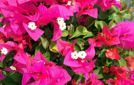 starter/plug plant Well Rooted HELEN JOHNSON Bougainvillea - £26.61 GBP