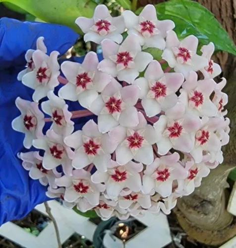 Hoya Carnosa Krimson Queen Live Plant Variegated Hoya Carnosa 5 Inch Tal... - $17.77 CAD