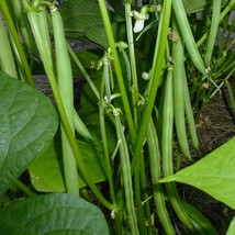 Bean Strike French Filet Bush Bean Seeds Garden Fast Shipping - £10.23 GBP