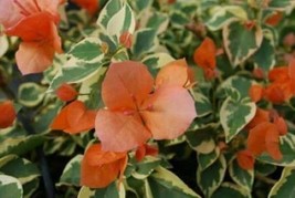 Well Rooted **ORANGE ICE** VARIEGATED Bougainvillea starter/plug plant - Rare Bo - £21.58 GBP