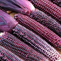 USA Seller Double Red Sweet Corn Seeds Purple Husk Bloody Butcher Seneca Stalker - £7.47 GBP