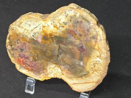 Petrified Wood Stone Decorative Crystal Slices (Four Sizes) - $221.10 MXN+