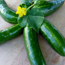 Ship From Us Marketmore 76 Cucumber Seeds - 2 Lb Seeds - Heirloom, NON-GMO, TM11 - £92.05 GBP