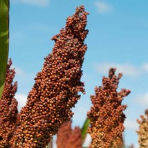 Sorghum Organic Seeds Fresh Seeds From US - £7.87 GBP