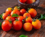 50 Bi Color Cherry Tomato Seeds Fast Shipping - $8.99