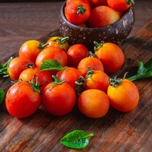 50 Bi Color Cherry Tomato Seeds Fast Shipping - £7.18 GBP