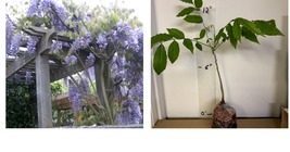 WISTERIA Blue Moon, Purple Flower Fragrant, well rooted seedling 1 yo - £31.86 GBP
