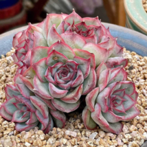 Echeveria Orion Real Fully Rooted Home Garden 2&quot; Pot Live Succulent Plant - £31.85 GBP