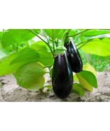 Organic Black Beauty Eggplant Seeds | NON-GMO | Cà Tím | 2023 Season,100... - £2.35 GBP
