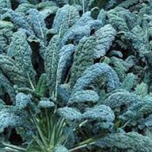 Lacinato Kale - Organic, Heirloom Seeds - Also Known As Tuscan Kale And ... - $8.98