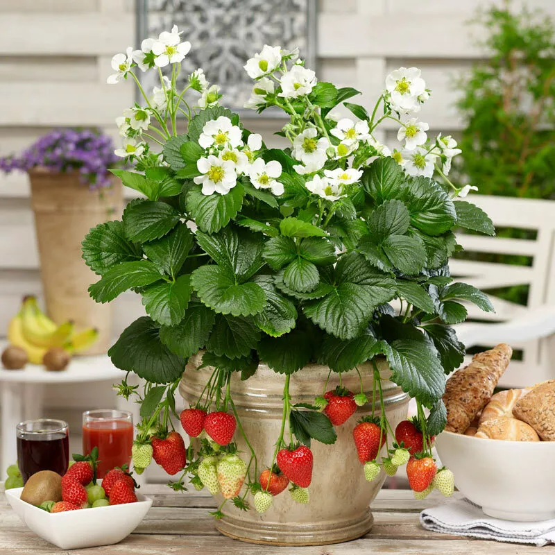 3 ORGANIC  STRAWBERRY 3+yo FULLY ROOTED PLANTS - $26.79