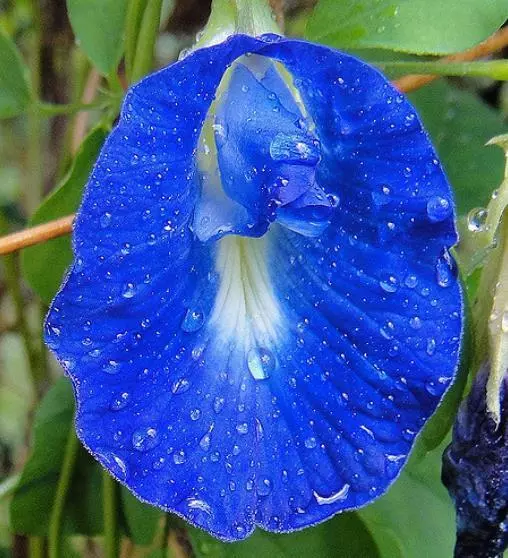 Clitoria Ternatea Blue Butterfly Pea Vine100% new Organic 10 Seeds - £8.91 GBP