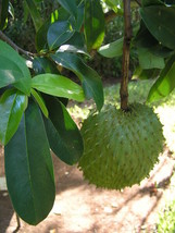 Annona Muricata Soursop 10 Seeds Gardening Beautiful USA SHIPPING - £17.46 GBP