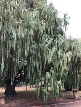Kashmir Cypress (Cypressus darjeelingensis) 30 seeds - $4.45
